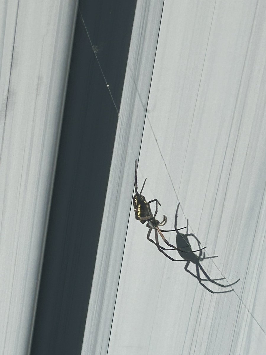 pins_brian's tweet photo. @LivinLarge44 Not worrisome … neither is mine, but my spider “looks” more dangerous. https://t.co/pFDO5qt1sp