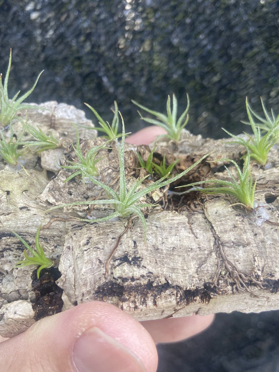 c2e30c76fe8345b's tweet photo. Tillandsia baileyi heard leaf × ionantha
seedling https://t.co/0YPLVnxiqf