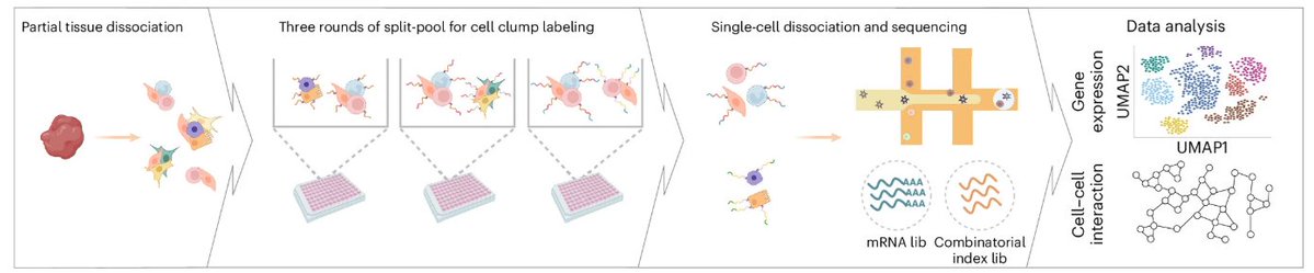 naturemethods's tweet photo. CCI-seq leverages combinatorial cell clump indexing and single-cell sequencing to capture large-scale cell-cell interaction networks.

https://t.co/Lfj19BIKcG https://t.co/bCxnGAZ7pL