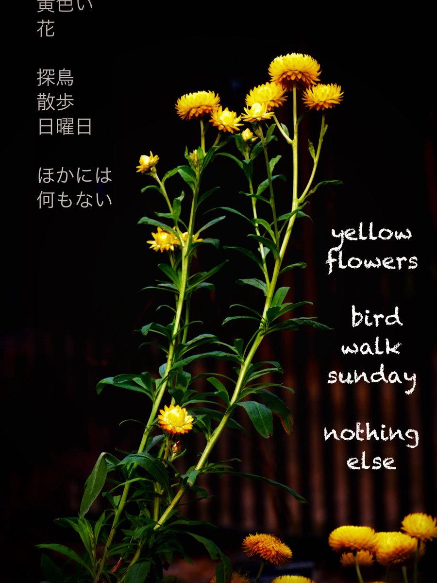 vbvlach tweet picture