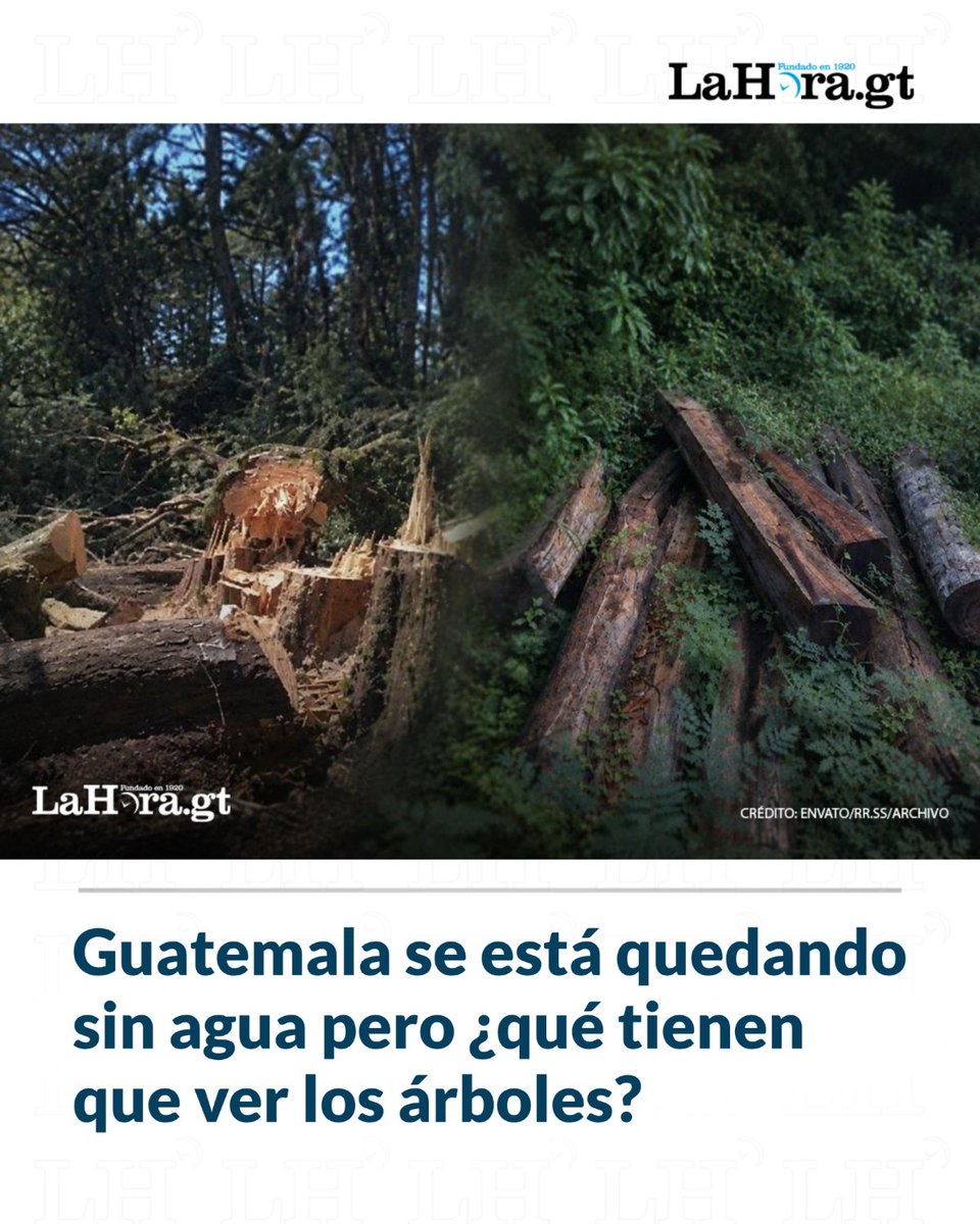 lahoragt's tweet photo. #SiNoLoViste | 🌳 Ya hablamos de que Guatemala se está quedando sin agua. Pero después de tantos días de lluvias, es imposible que no haya. Entonces, ¿dónde está? La respuesta está en los árboles. 

📌 Lee aquí los detalles 👉 https://t.co/KBl3d0Dh4X https://t.co/0Cn07SnsMj