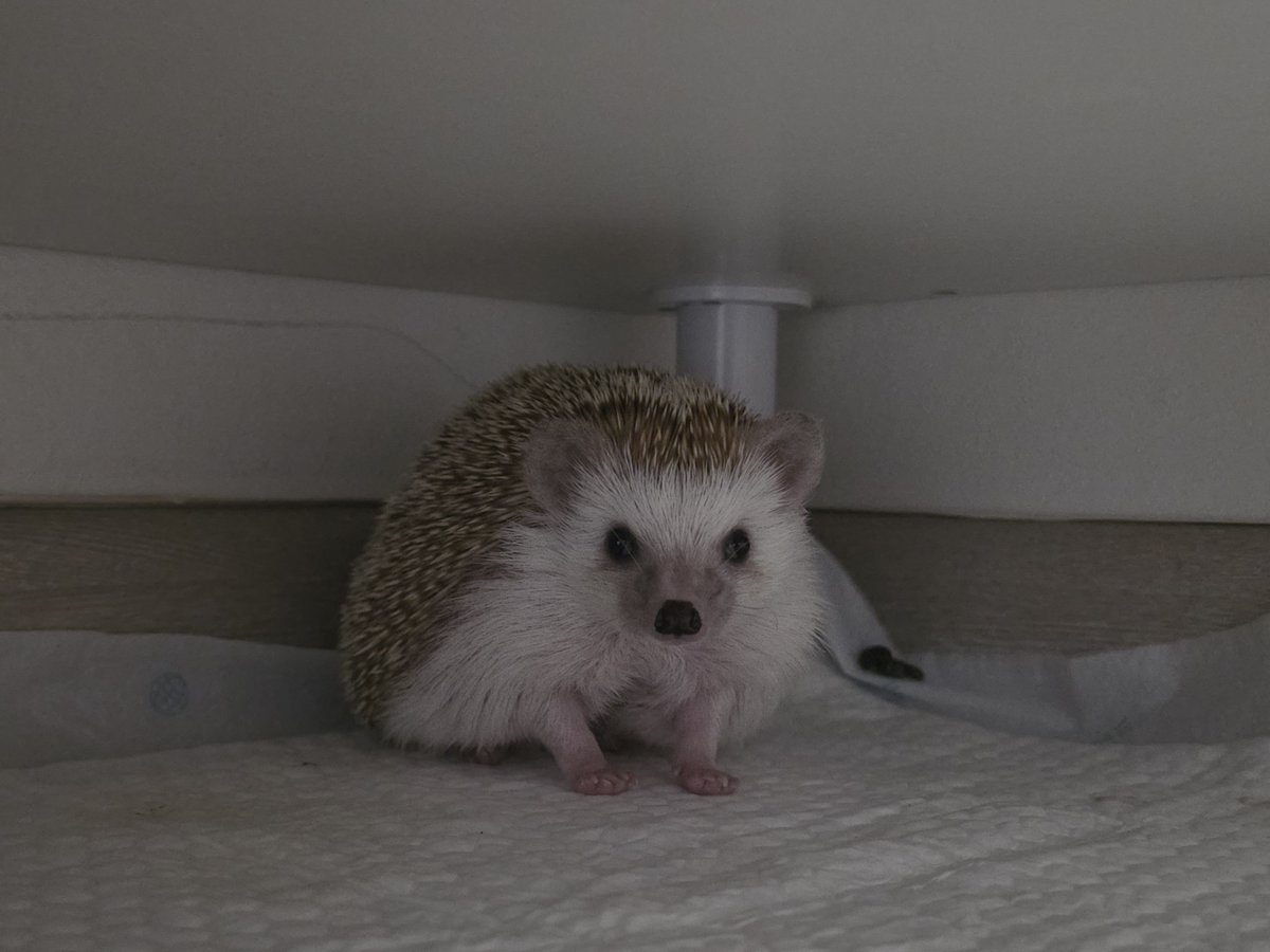cabhedgehog's tweet photo. 아... 너무 귀여워서 불 키고 찍고 말았다... 이 ���한 삼각(??)김밥 자세 너무 좋아... https://t.co/i8ghefdRqJ