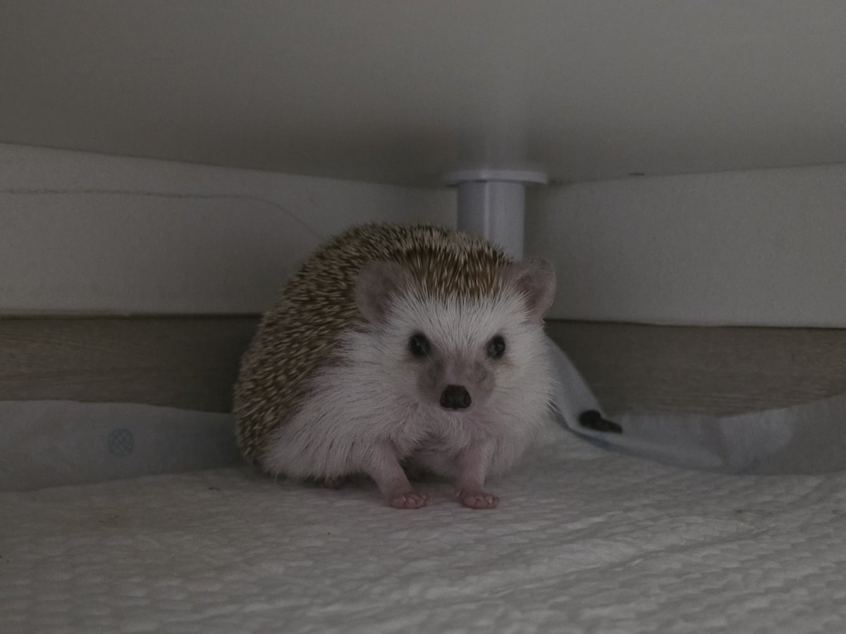 cabhedgehog's tweet photo. 아... 너무 귀여워서 불 키고 찍고 말았다... 이 ���한 삼각(??)김밥 자세 너무 좋아... https://t.co/i8ghefdRqJ