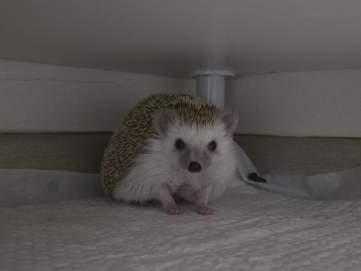 cabhedgehog's tweet photo. 아... 너무 귀여워서 불 키고 찍고 말았다... 이 ���한 삼각(??)김밥 자세 너무 좋아... https://t.co/i8ghefdRqJ