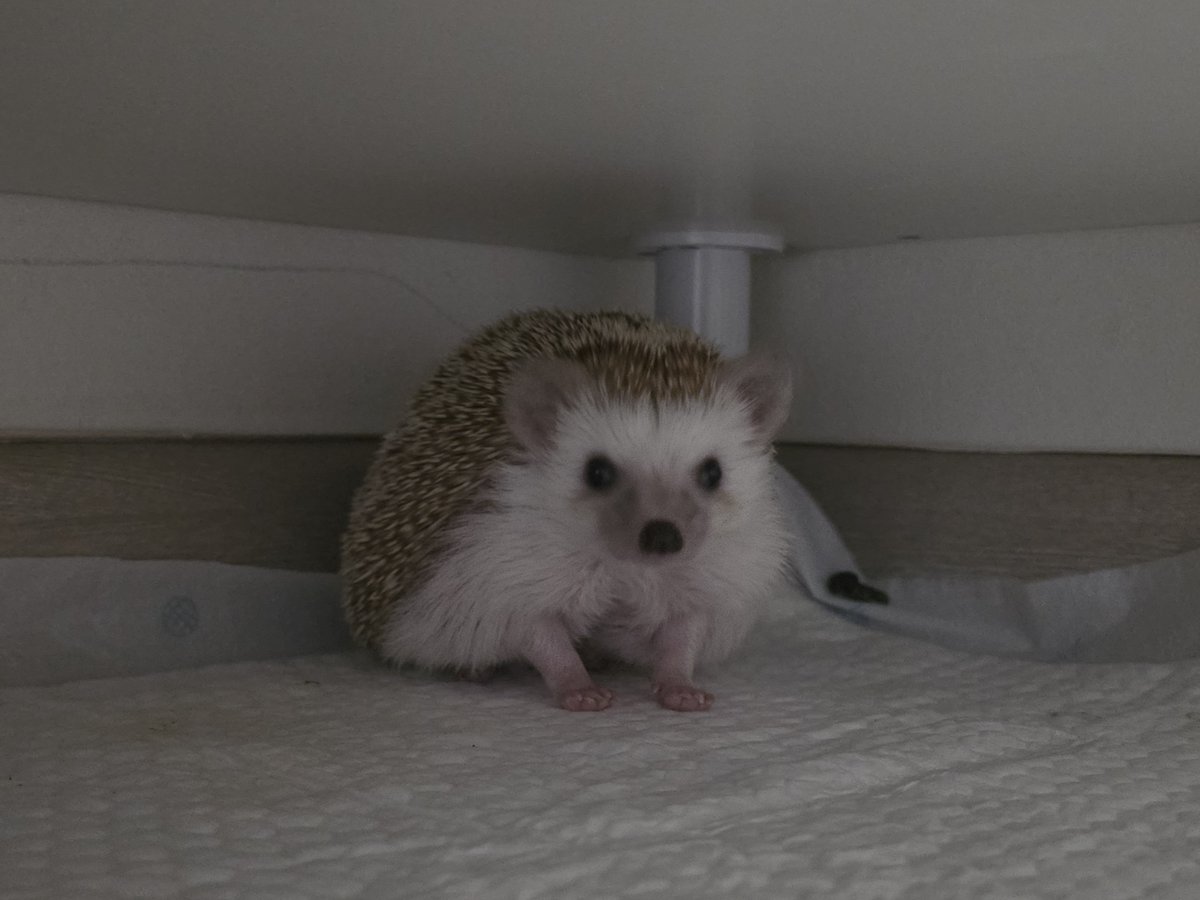 cabhedgehog's tweet photo. 아... 너무 귀여워서 불 키고 찍고 말았다... 이 ���한 삼각(??)김밥 자세 너무 좋아... https://t.co/i8ghefdRqJ