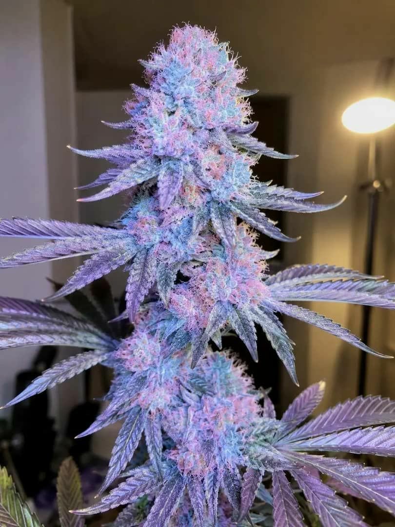44Favelababy63's tweet photo. indica-dominant strain combining Super Skunk, Big Skunk Korean, and an Afghani-Hawaiian blend. It contributes dense bud structures, purple hues, and a calming, linalool-rich terpene profile.

Strain; cotton candy https://t.co/exEVnISabD