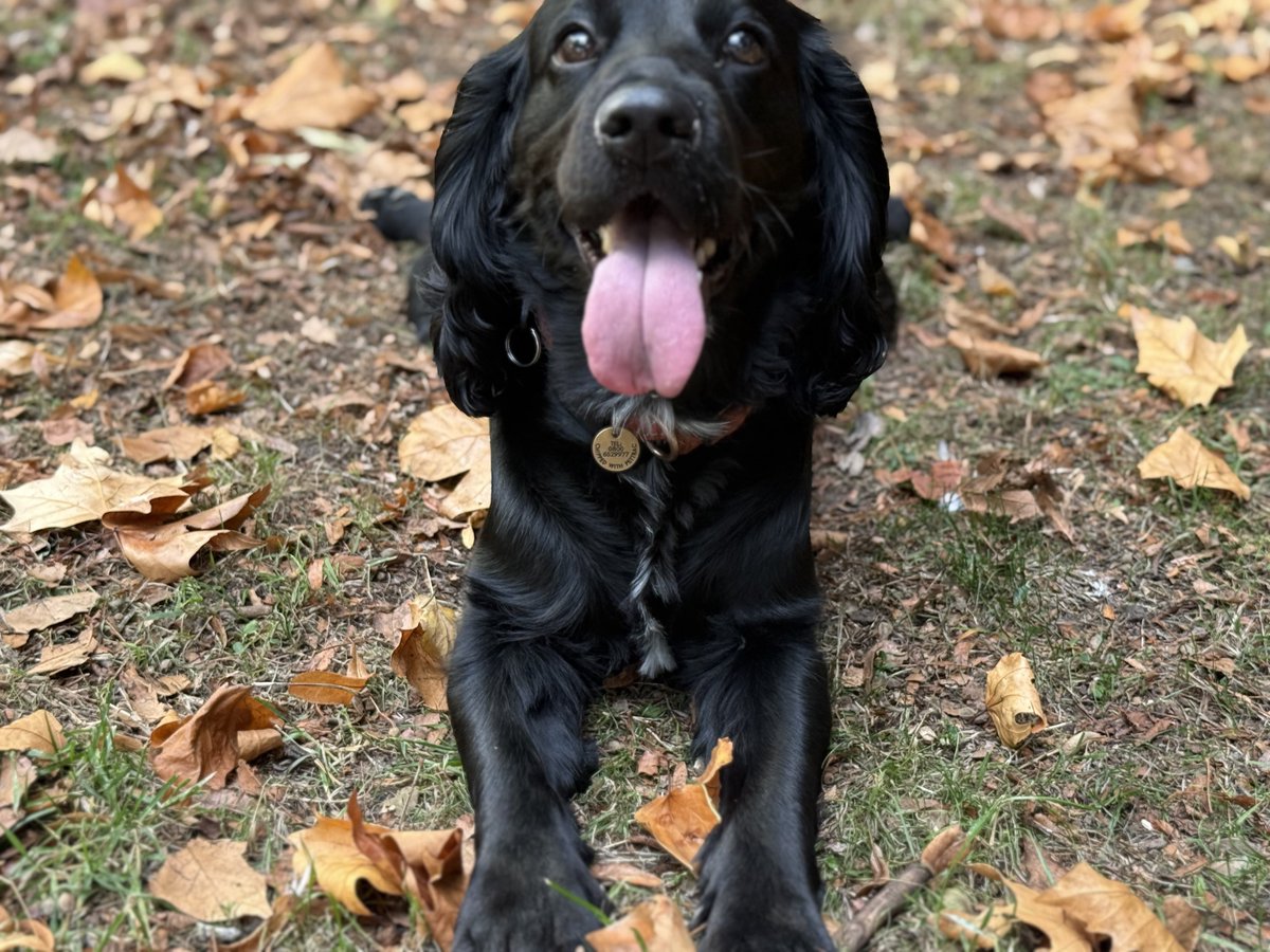 Ur_FavouriteSin's tweet photo. My Beautiful baby boy! Had a lovely walk at the park and couldn’t resist a little photo shoot.  I treasure every moment with Little Dan. https://t.co/mlcba1F9Tg