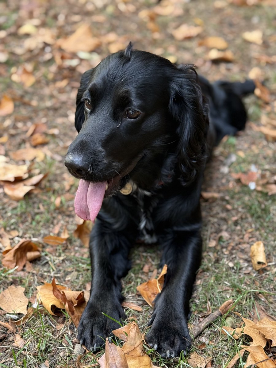 Ur_FavouriteSin's tweet photo. My Beautiful baby boy! Had a lovely walk at the park and couldn’t resist a little photo shoot.  I treasure every moment with Little Dan. https://t.co/mlcba1F9Tg