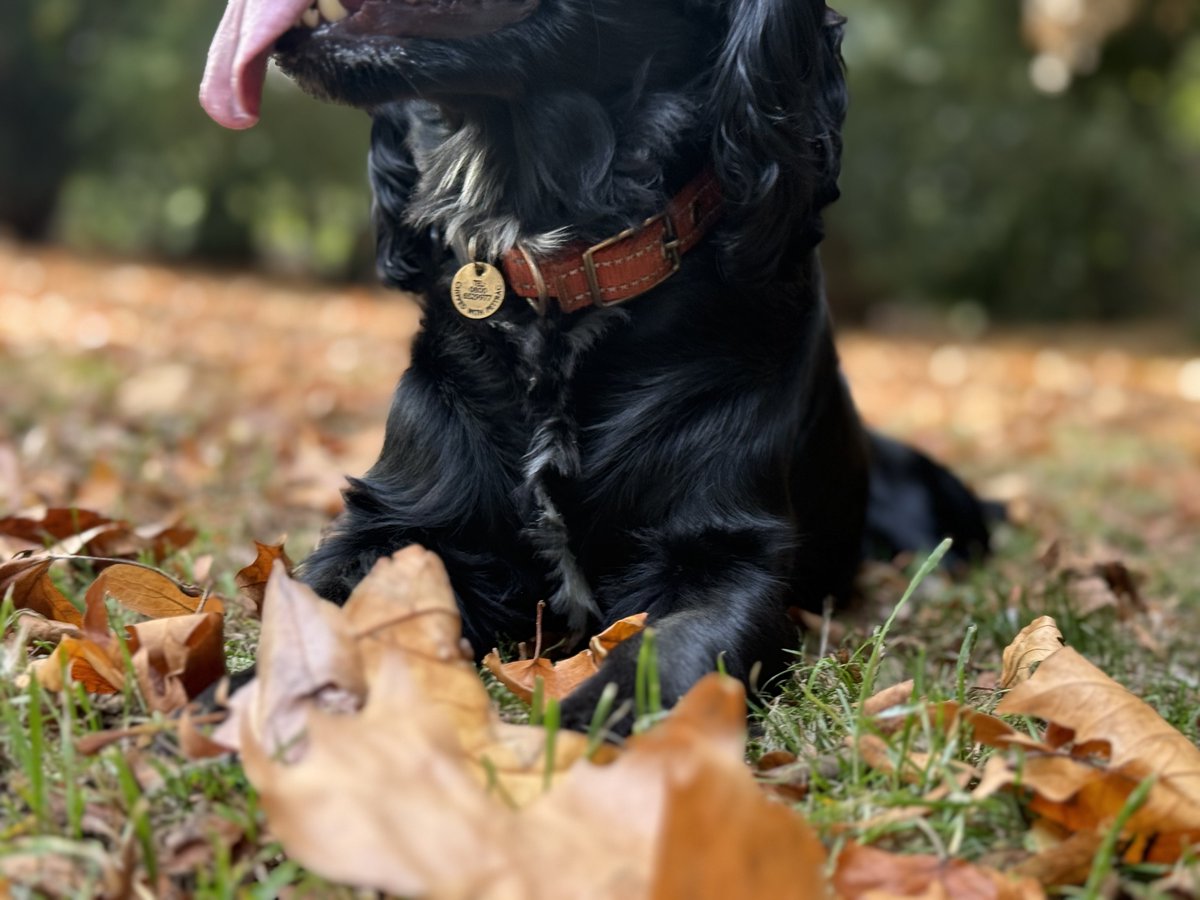 Ur_FavouriteSin's tweet photo. My Beautiful baby boy! Had a lovely walk at the park and couldn’t resist a little photo shoot.  I treasure every moment with Little Dan. https://t.co/mlcba1F9Tg