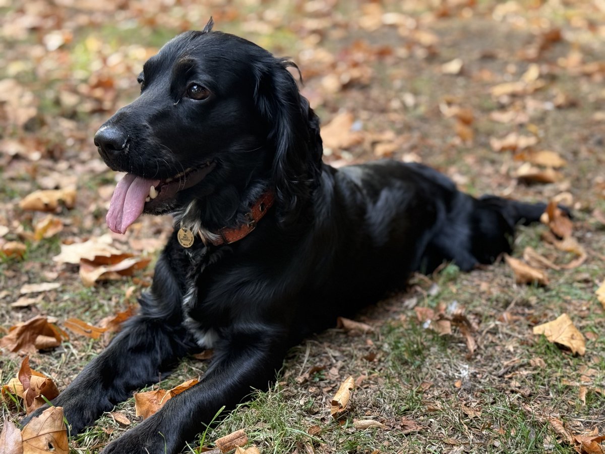 Ur_FavouriteSin's tweet photo. My Beautiful baby boy! Had a lovely walk at the park and couldn’t resist a little photo shoot.  I treasure every moment with Little Dan. https://t.co/mlcba1F9Tg