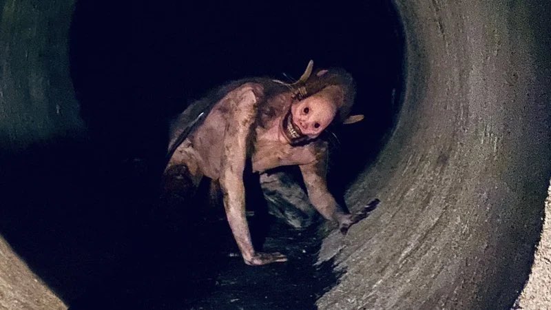 KI11ERKLOWNS's tweet photo. since the new v/h/s movie comes out on friday, here are some of my favorite segments https://t.co/U6m4f99qdL