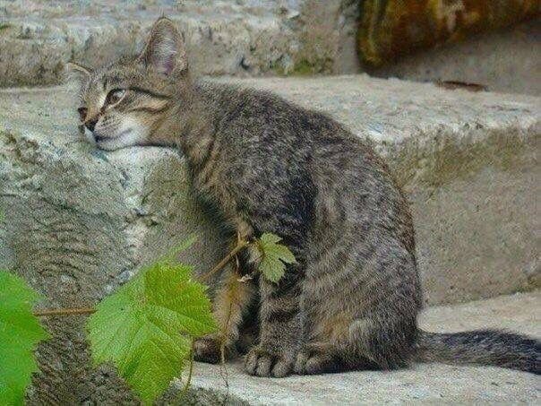 Urfava7med's tweet photo. Same يا قطه والله. https://t.co/rMjZpqtecO