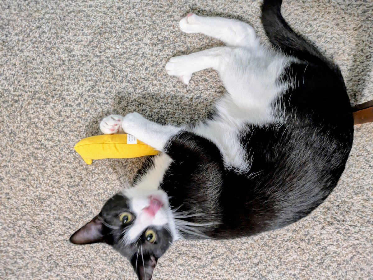 Merlin80643296's tweet photo. Did someone say #tuxietuesday? https://t.co/JrbJlE4SIF