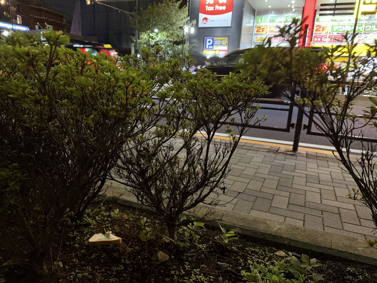 myb's tweet photo. 一時期ニュースにもなっていた、山手通りの植え込みに落ちている謎の食パン、今でもあるらしいと聞いて注意して見てたら、確かにいっぱいあった…！ https://t.co/Qk9FBymhrx