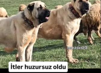 revancmb99's tweet photo. @Play_Revival Etkinlik yapın kuruduk https://t.co/M33x9mGVk9