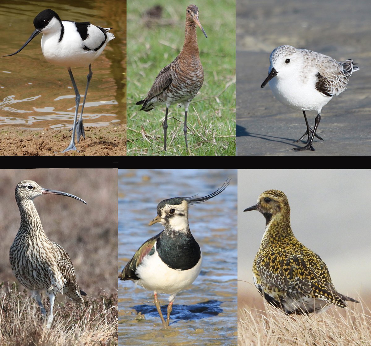 waderquest's tweet photo. The latest 2026 UK waterbird statistics provide a fascinating mixed picture.
Some waders are doing well.
But there are serious concerns too.

Be #inspired by #waders or #shorebirds
#wildlife #conservation #charity https://t.co/EKbhcLy7BV