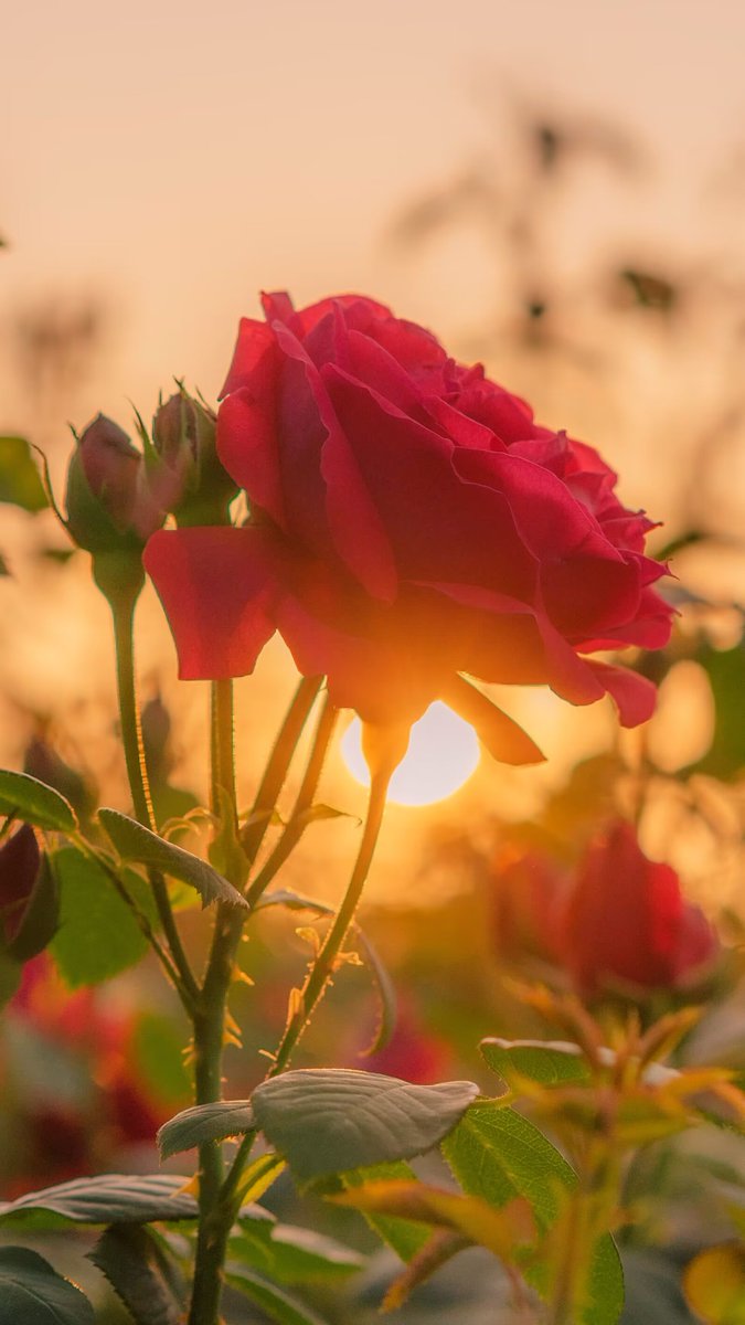 KayleeBallapcy's tweet photo. [En el jardín, el sol juega entre las hojas, la brisa mece las flores, y cada rincón se llena de magia que cautiva el alma.]， https://t.co/8Wq59nnXkp