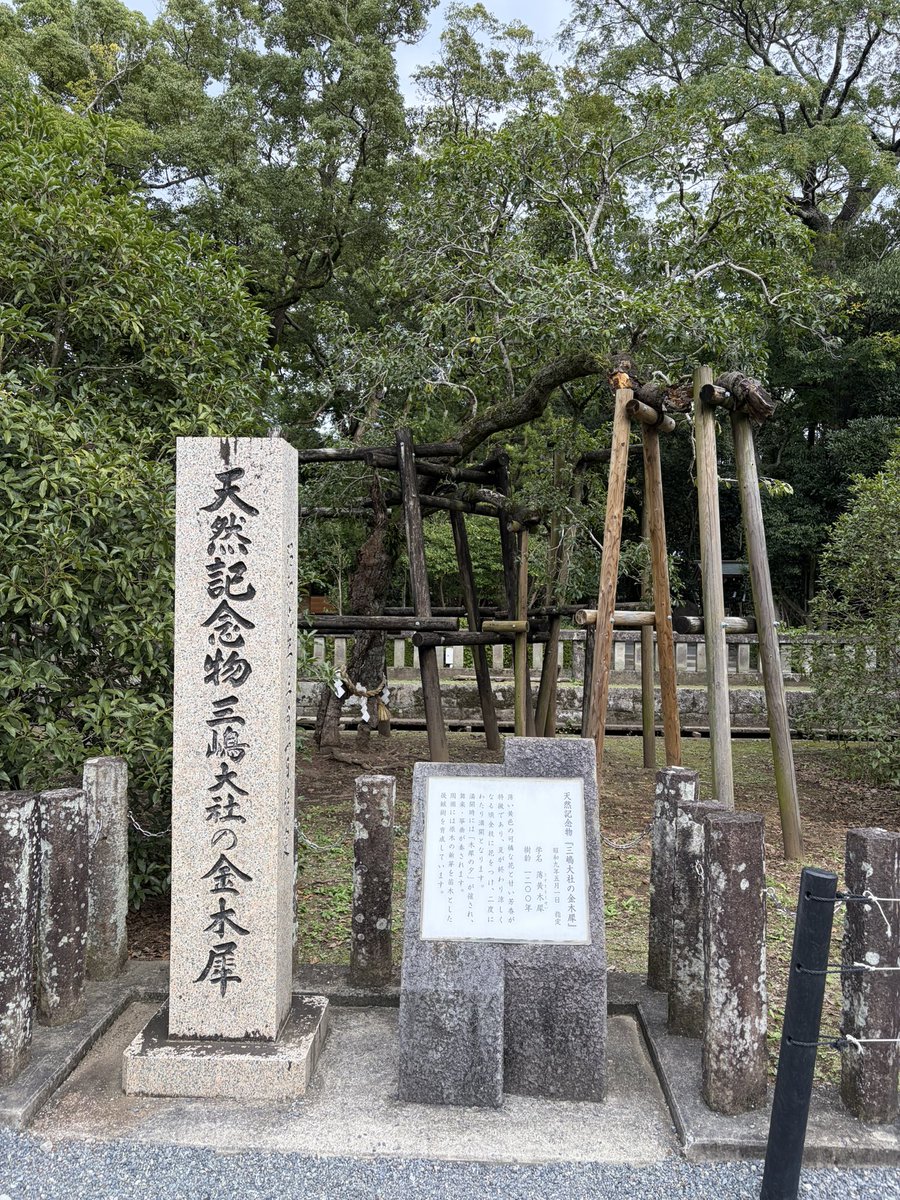 mari_skn1's tweet photo. まって！！樹齢1200年の金木犀！！！
撮った！撮ったよ！！この前佐野美術館行った時に！！
ビリーが言ってた日本にある樹齢1200年の金木犀って三嶋大社のことだったんだ！！行ったよ！！！ https://t.co/Y1JU8lFfnz