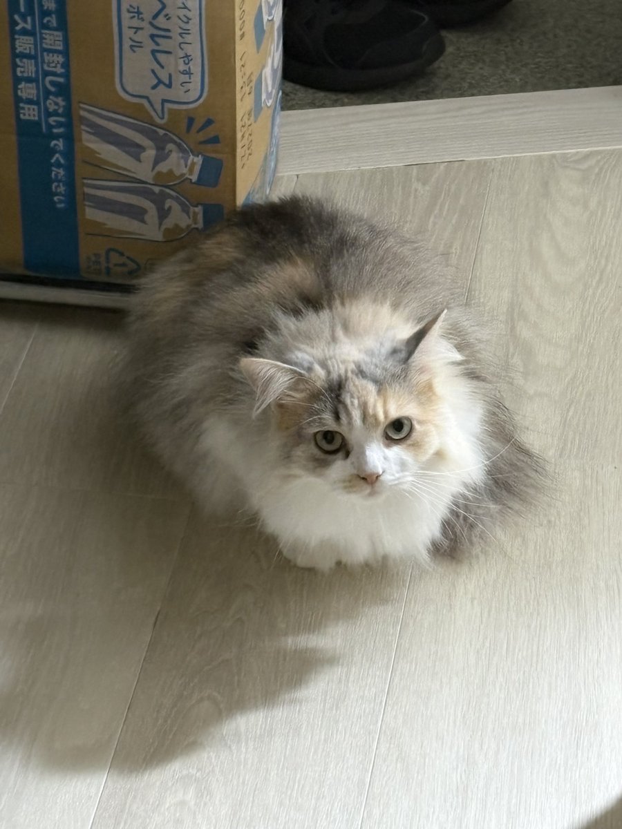 LICO_Dailycat's tweet photo. ダーク見張り猫 https://t.co/nYtICe47iW
