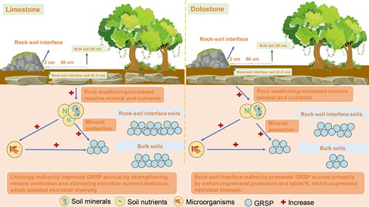 JPlantEcol's tweet photo. 【🎉Latest accepted article】
Patterns and determinants of the glomalin-related soil protein accrual at rock-soil interfaces across two lithologies in karst forests, Southwest China
#SOCsequestration
@CAS__Science @UCAS1978 @NCUniv1921 @MaximumAcademic
https://t.co/zns0BPnFtD https://t.co/TGN91OTXFN