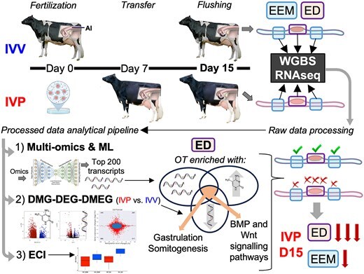 BiolReprod's tweet photo. How does producing an embryo in the lab affect its early development? 🐄
A study in Biology of Reproduction found that in vitro procedures were associated with changes in gene activity and DNA methylation in day 15 bovine embryos, including genes involved in key developmental processes.
🔗 Read the study: https://t.co/jMd9Qnhl3d