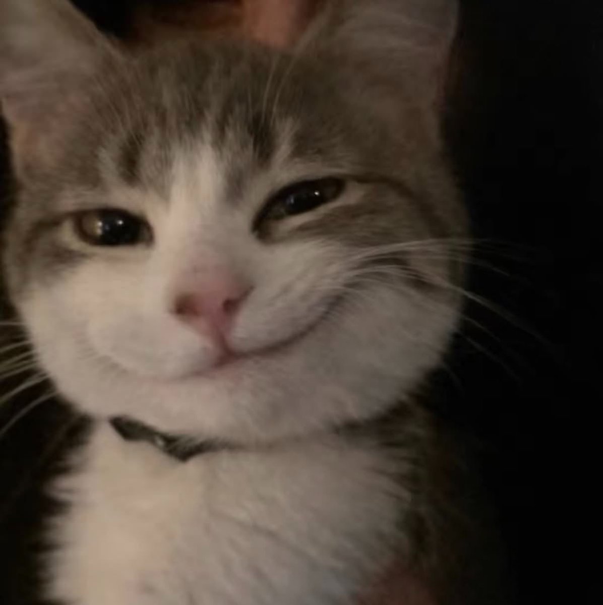 mookt_d's tweet photo. 😼 https://t.co/LWiI2H9sbX