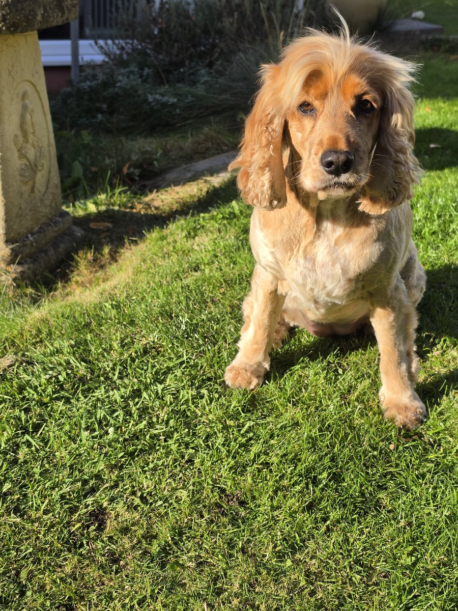 BonnieBess6's tweet photo. This pals is my disgruntled face and no Mam that is not a TOT as I can't do a TOT when I'm disgruntled. And why am I disgruntled you ask, I'll tell you why it's cause I was subjected to a bath and a haircut #Fumin #TongueOutTuesday https://t.co/GVq0SqGCJz