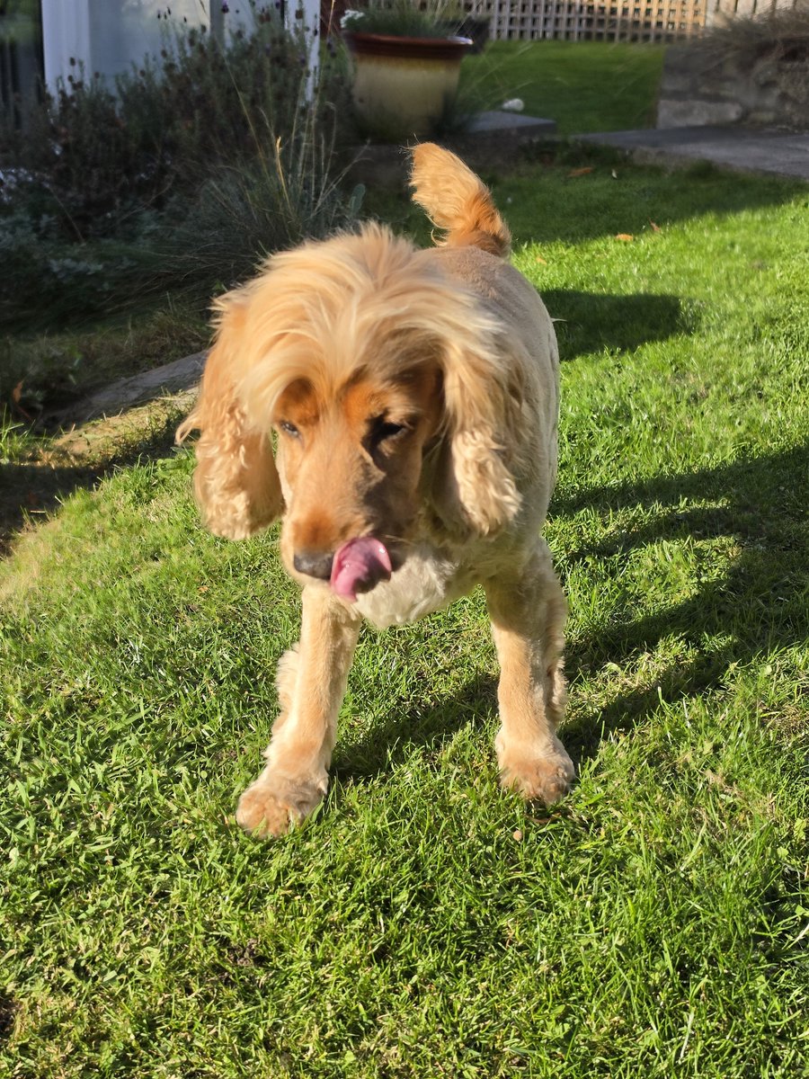BonnieBess6's tweet photo. This pals is my disgruntled face and no Mam that is not a TOT as I can't do a TOT when I'm disgruntled. And why am I disgruntled you ask, I'll tell you why it's cause I was subjected to a bath and a haircut #Fumin #TongueOutTuesday https://t.co/GVq0SqGCJz