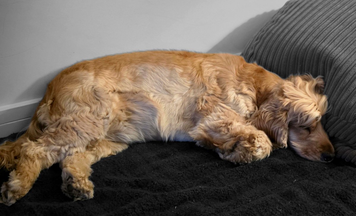 BonnieBess6's tweet photo. This pals is my disgruntled face and no Mam that is not a TOT as I can't do a TOT when I'm disgruntled. And why am I disgruntled you ask, I'll tell you why it's cause I was subjected to a bath and a haircut #Fumin #TongueOutTuesday https://t.co/GVq0SqGCJz