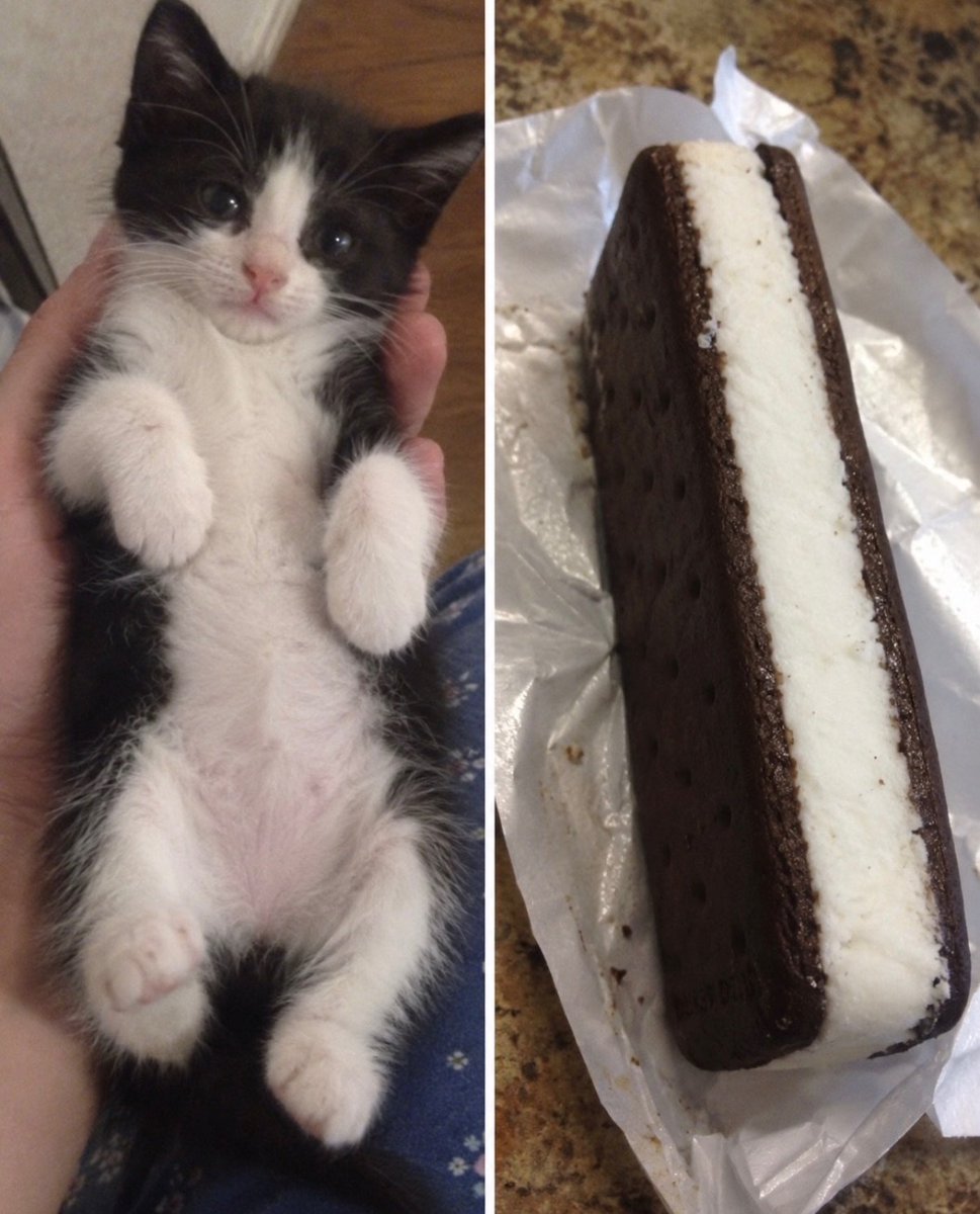catpostaura's tweet photo. https://t.co/7LnvXBDH15