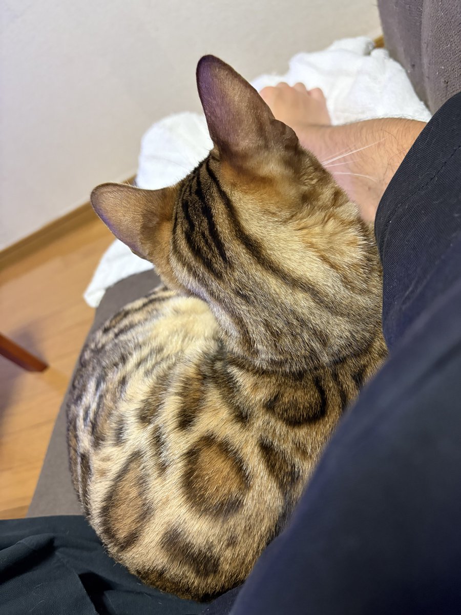 Tyler_D_0111's tweet photo. 今日も仕事休んでダラダラ過ごす https://t.co/zzmCahRsrk