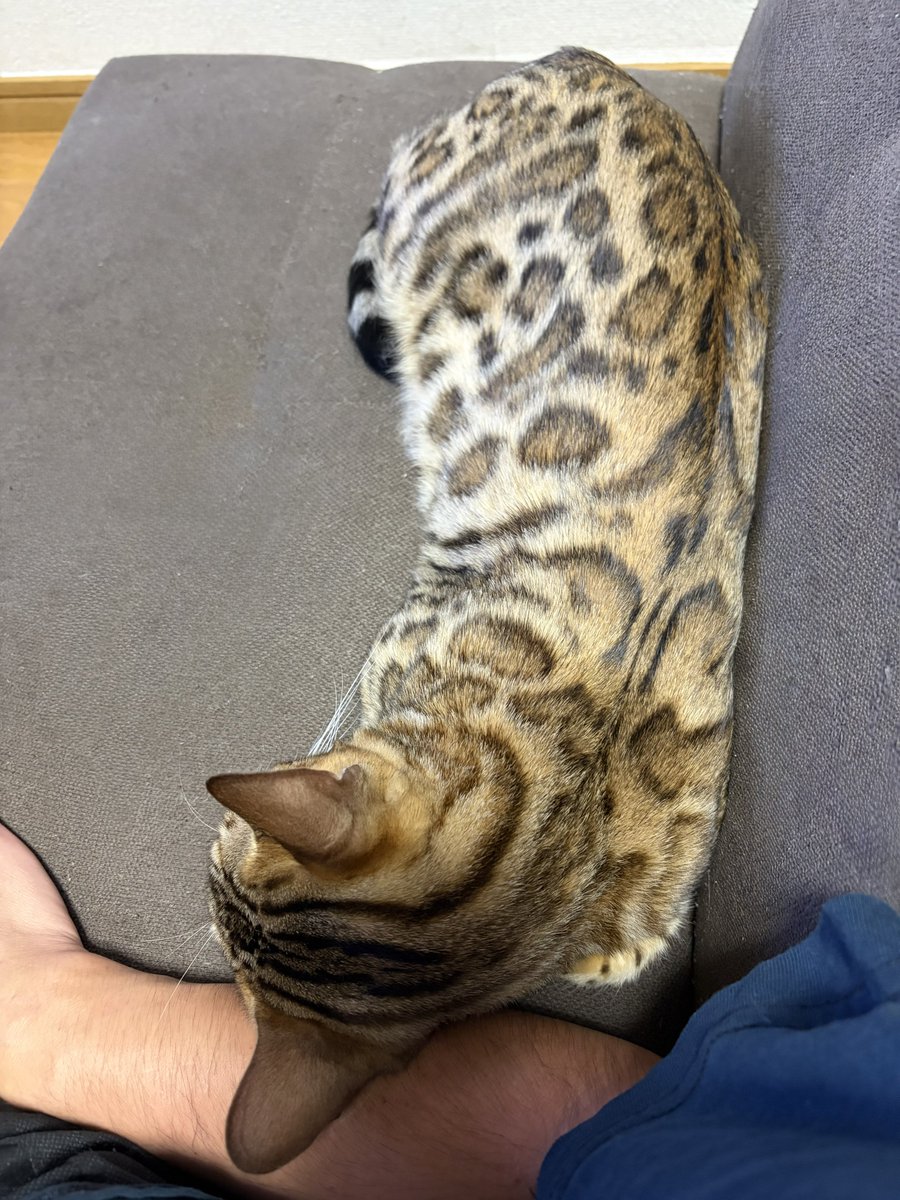 Tyler_D_0111's tweet photo. 今日も仕事休んでダラダラ過ごす https://t.co/zzmCahRsrk