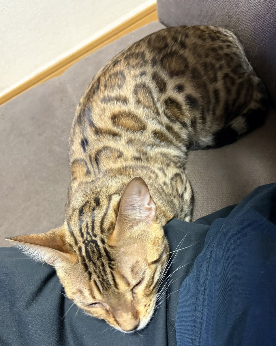 Tyler_D_0111's tweet photo. 今日も仕事休んでダラダラ過ごす https://t.co/zzmCahRsrk