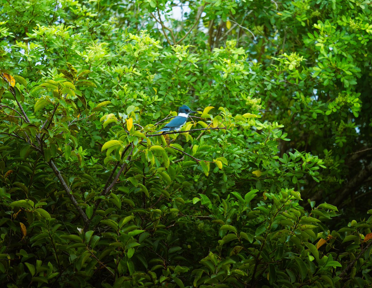 actionxander's tweet photo. One of the hardest birds you can photograph in North America. It's always a mental chess game to close the distance on the belted kingfisher in hopes of getting any good shots. These birds 100% laugh at your failures. https://t.co/TlYFqnxU4w