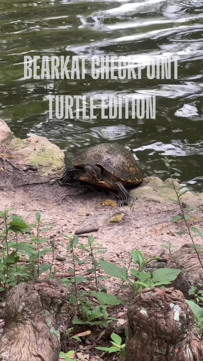 A short video clip titled 'BEARKAT CHECKPOINT [URTLE EDITION]' showing a turtle emerging from water onto a sandy shore.