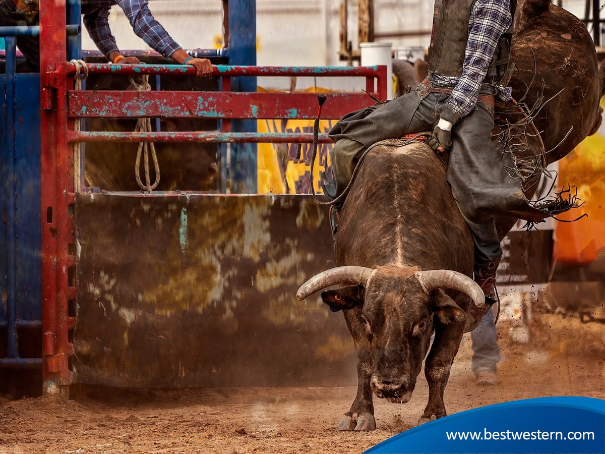 BW_Saltillo's tweet photo. ¡A unos días de los días más vaqueros de México! 🤠Del 15 al 18 de octubre te esperamos en el Festival Rodeo Saltillo 2026. 🐂🏆

Hospédate en Best Western, a minutos de Expo Coahuila. ¡Incluye desayuno continental! 🥐☕

 ¡Reserva hoy! 📞 +52 844 438 9330 https://t.co/sOGOXvo1lT
