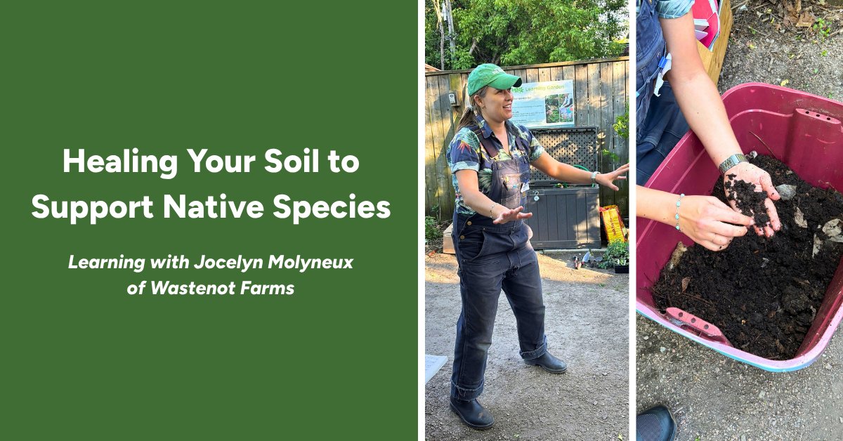 leaf's tweet photo. 🌳 A healthy urban forest starts with healthy soil!

Beneath our feet is a whole community of organisms working together. Trees, fungi, bacteria and other organisms all play a role in the soil food web.

Heal your garden’s soil with Jocelyn Molyneux:  https://t.co/FXX2gLO5fm https://t.co/pcnua8xXdm