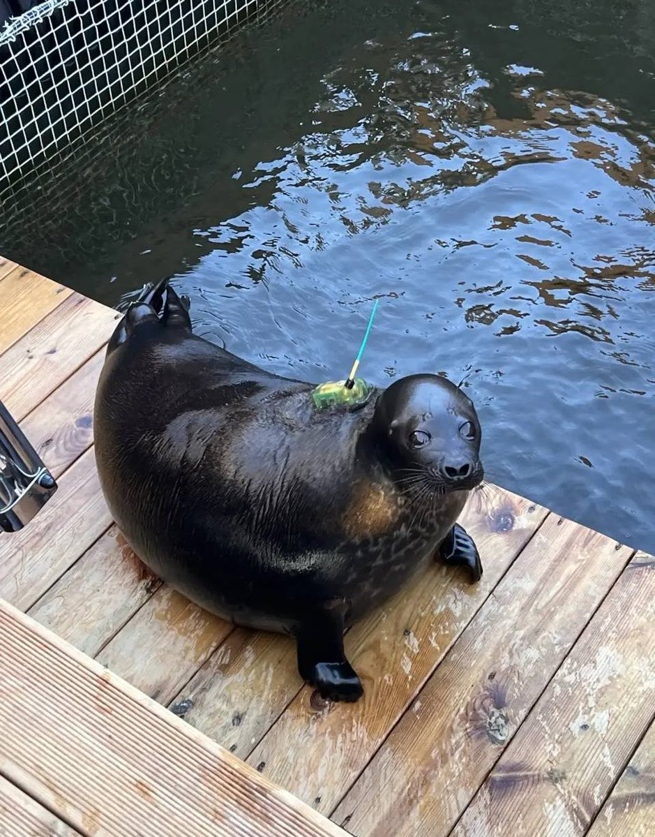 fat_nerpa's tweet photo. Shlissik and his antenna so cute https://t.co/zkZgkTndXt