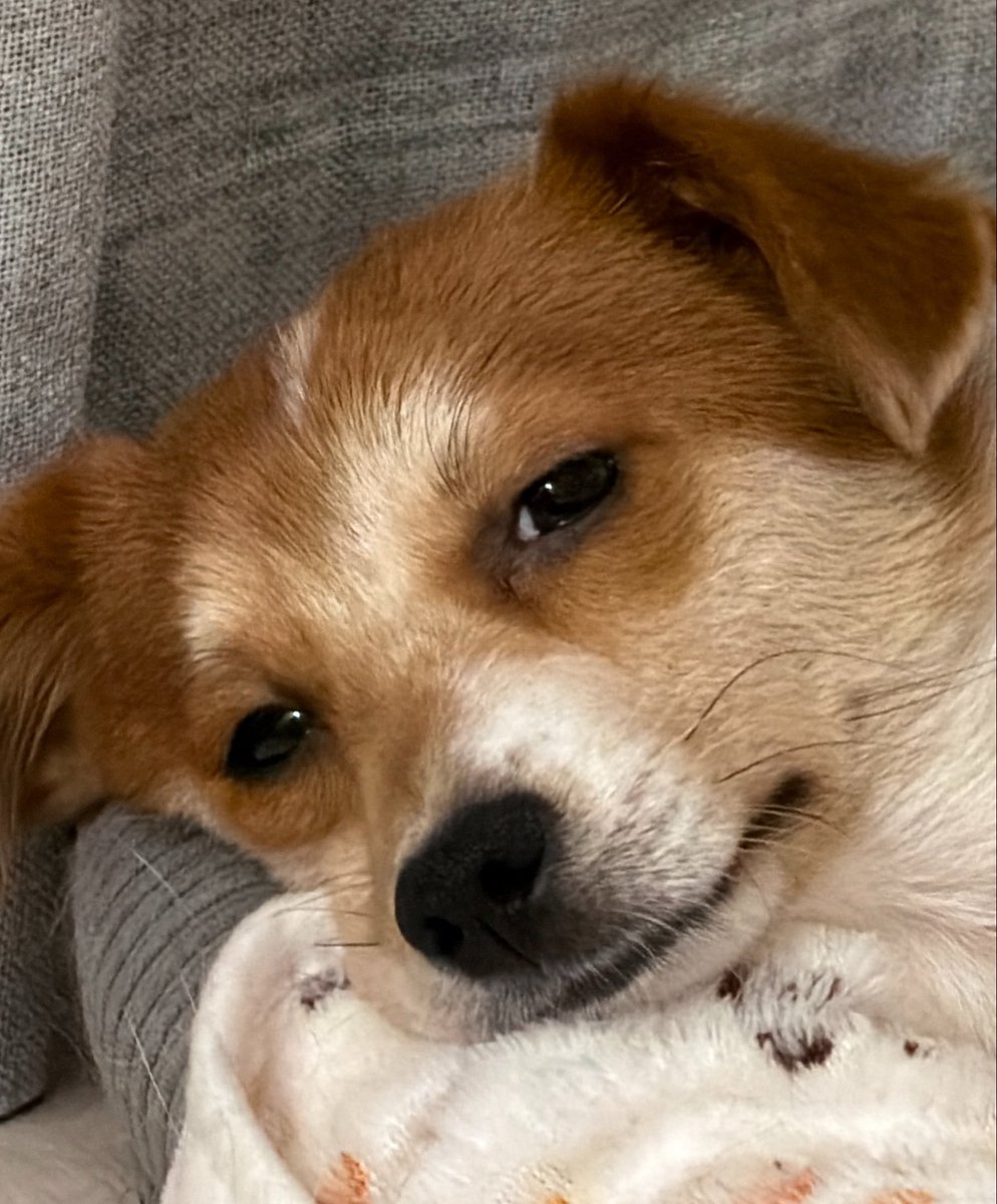 ttiramisu_dog's tweet photo. 강아지가
그윽하게
당신을
바라보고
있 https://t.co/91jUKFCXg6