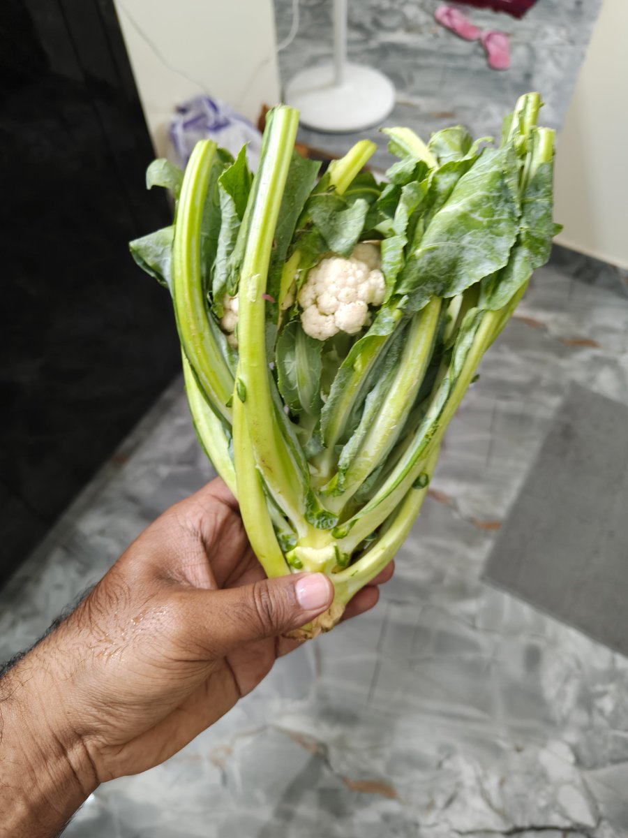 ashwinmuraliii's tweet photo. Ordered a cauliflower from @ZeptoNow @zeptocares. This is how they delivered it! It is better to beg on the streets than this kind of looting!!!! When I complained, the customer bot blatantly rejected &amp; asked to send an email! The main culprit is the lack of proper regulations. https://t.co/f3yimTZ2RI