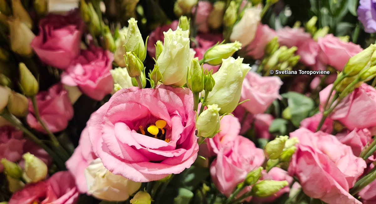 LanaToro21's tweet photo. #Photobyme📷 #Todayshots #Vilnius📷 #MyExperience 

Never stop being a good person because of bad people you have met in your life. 
Those flowers to people who were able to preserve their pure, kind, sincere heart 🕊🩷🕊 https://t.co/YDGzNHuGqV