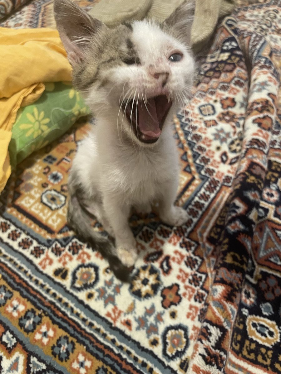 iecepek's tweet photo. ENGELLİ YAVRU KEDİ - ACİL YUVA 

Konum: İzmir (Duruma göre İstanbul da olabilir.) 

Sağlık durumu: Tek gözü yok. Kırık olan bacağının tedavisi ve antibiyotiği bitti, ödemi indi. Şu an çok hareketli ve sağlıklı.

Yakın zamanda İzmir’den ayrılacağım için zamanım kısıtlı. https://t.co/0h0eIEiIOL