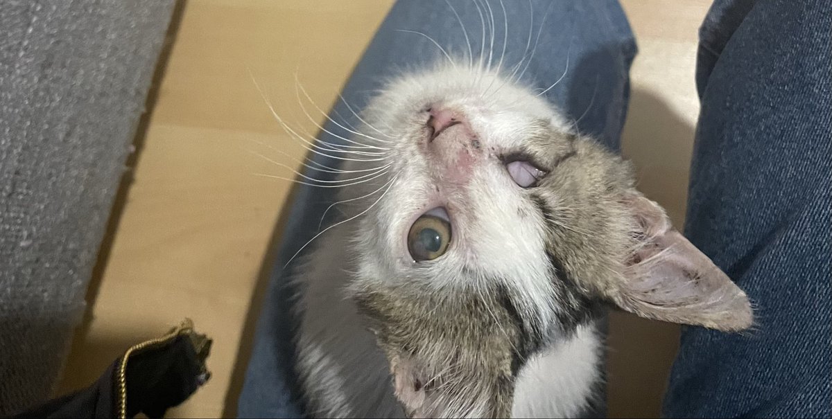 iecepek's tweet photo. ENGELLİ YAVRU KEDİ - ACİL YUVA 

Konum: İzmir (Duruma göre İstanbul da olabilir.) 

Sağlık durumu: Tek gözü yok. Kırık olan bacağının tedavisi ve antibiyotiği bitti, ödemi indi. Şu an çok hareketli ve sağlıklı.

Yakın zamanda İzmir’den ayrılacağım için zamanım kısıtlı. https://t.co/0h0eIEiIOL