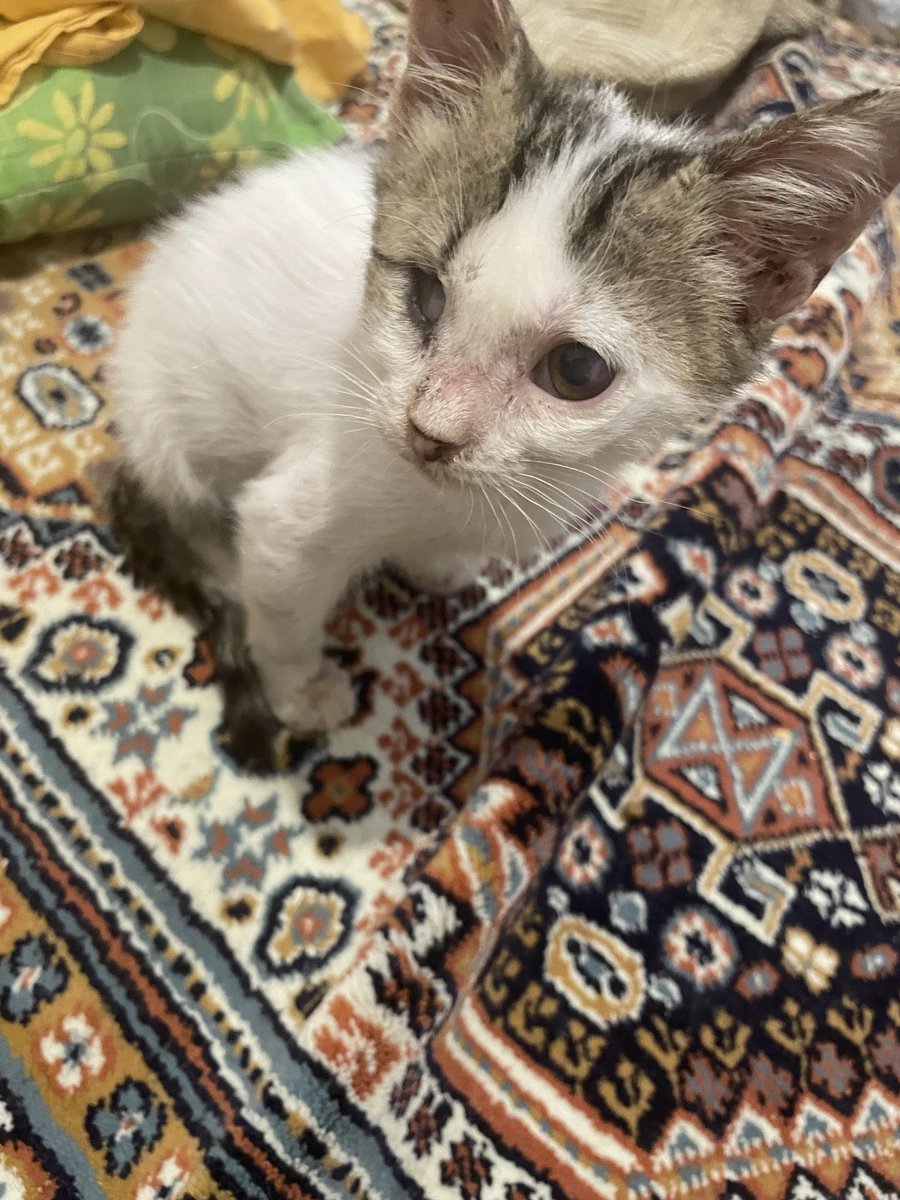 iecepek's tweet photo. ENGELLİ YAVRU KEDİ - ACİL YUVA 

Konum: İzmir (Duruma göre İstanbul da olabilir.) 

Sağlık durumu: Tek gözü yok. Kırık olan bacağının tedavisi ve antibiyotiği bitti, ödemi indi. Şu an çok hareketli ve sağlıklı.

Yakın zamanda İzmir’den ayrılacağım için zamanım kısıtlı. https://t.co/0h0eIEiIOL