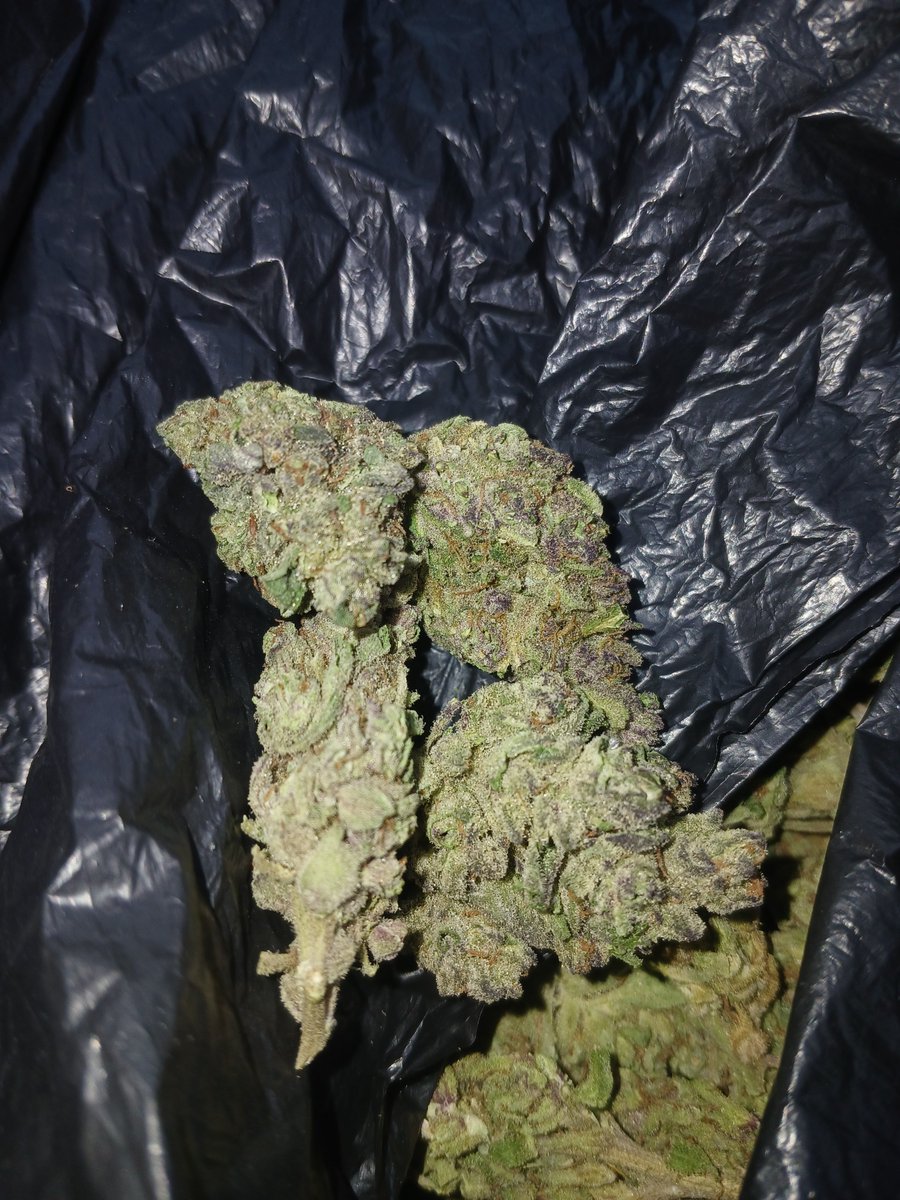 CannabisGauteng tweet picture