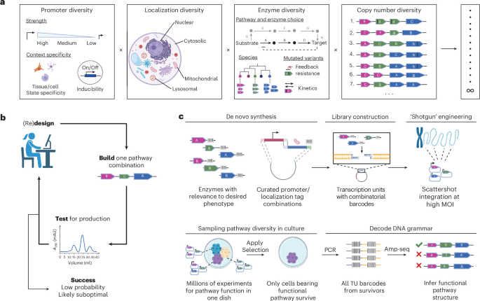 NatureBiotech's tweet photo. Highly multiplexed mammalian metabolic engineering with a shotgun approach - @sudpinglay @JefBoeke  https://t.co/wzEyh8c8Tr https://t.co/SaYr1m5Zlq
