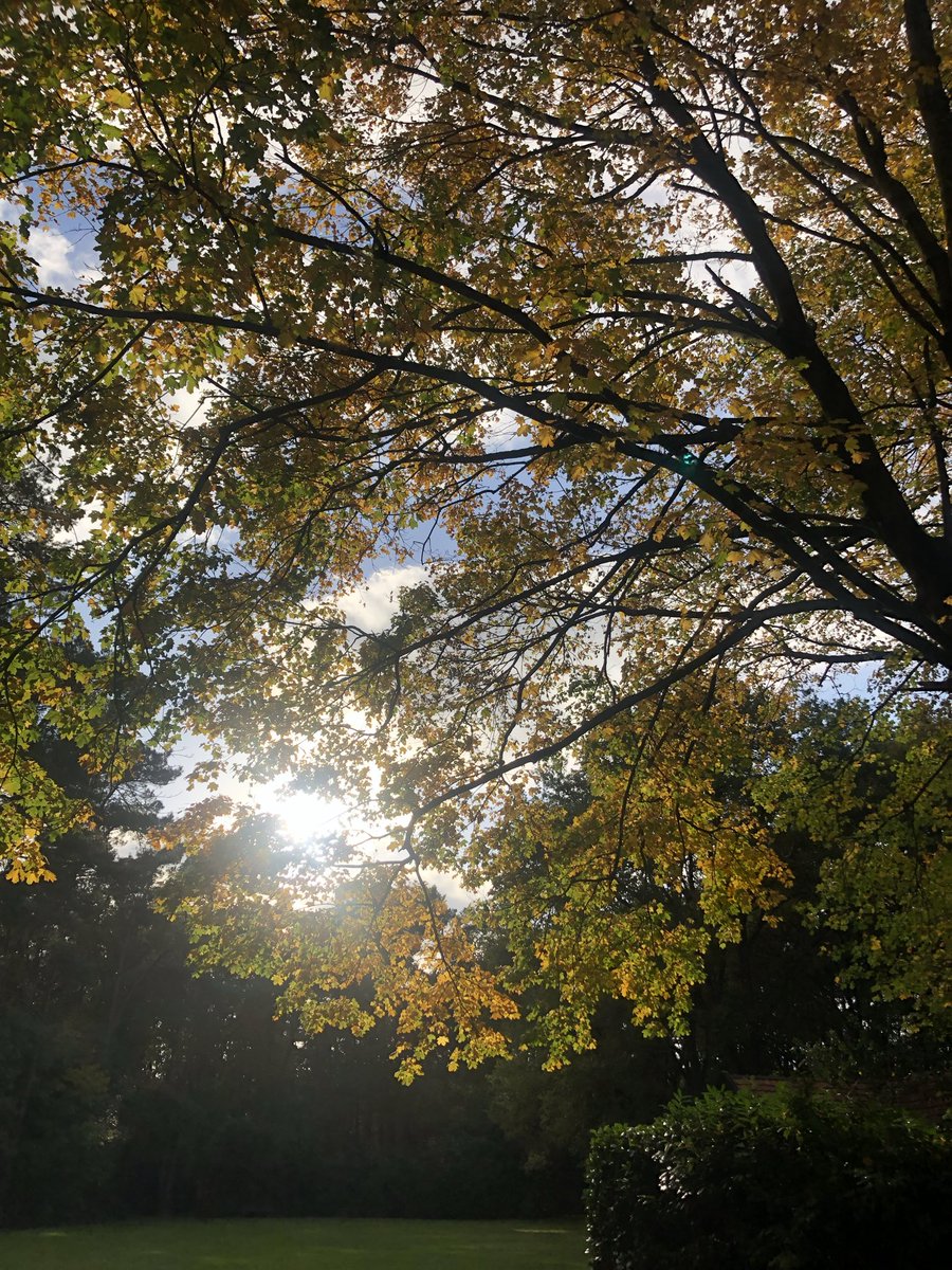 ci31pet's tweet photo. Fijne avond 🍂✨🥰
#goedeavond #gojenaovend 
(📷 archief) https://t.co/gOjW7db1NC