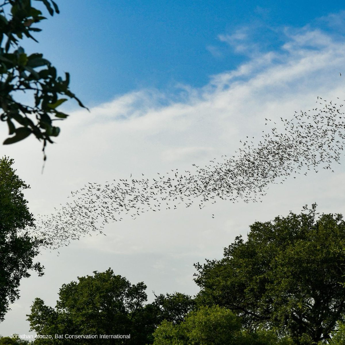 BatConIntl's tweet photo. Fishing for bats? 🎣 PhD student Kristin Dyer is leading new research at Bracken Cave to study climatic drivers of bat migration. And that research involves catching the bats in small nets. 

Learn more: https://t.co/MhHGw3MoWi https://t.co/E5ndNkKUsh