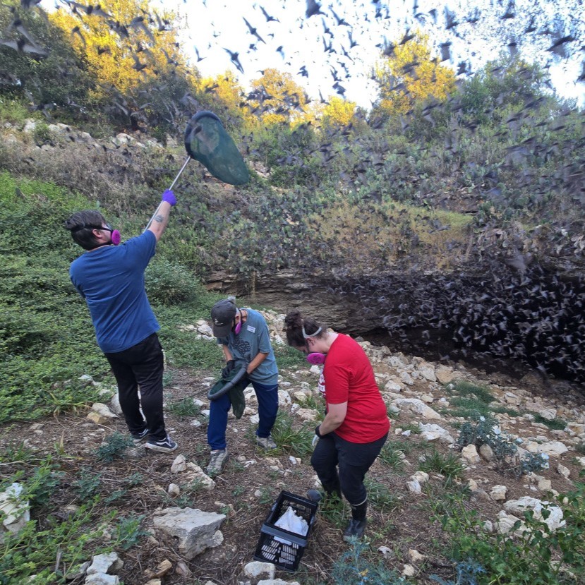 BatConIntl's tweet photo. Fishing for bats? 🎣 PhD student Kristin Dyer is leading new research at Bracken Cave to study climatic drivers of bat migration. And that research involves catching the bats in small nets. 

Learn more: https://t.co/MhHGw3MoWi https://t.co/E5ndNkKUsh