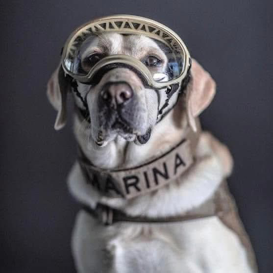 RincnCuriosoo's tweet photo. Siempre es buen momento para recordar a la perrita Frida, quien a lo largo de su carrera ayudó a encontrar a 53 personas. 

Gracias Frida, tu trabajo será recordado por siempre. 🖤🐶 https://t.co/1XGzs6rIv5